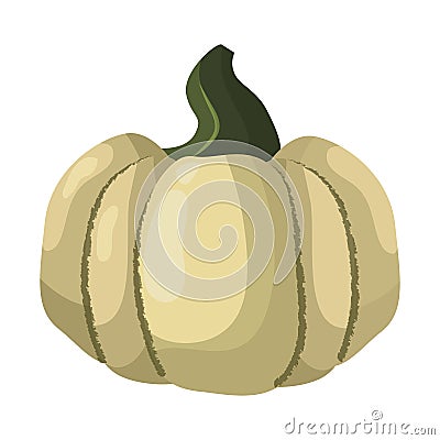 Fresh orange pumpkin vegetable isolated vector illustration. Vector Illustration