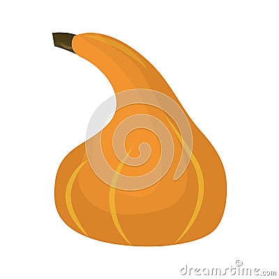 Fresh orange pumpkin vegetable isolated vector illustration. Vector Illustration