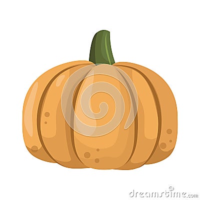 Fresh orange pumpkin vegetable isolated vector illustration. Vector Illustration