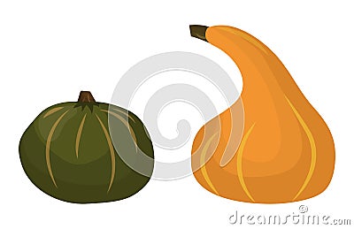 Fresh orange pumpkin vegetable isolated vector illustration. Vector Illustration