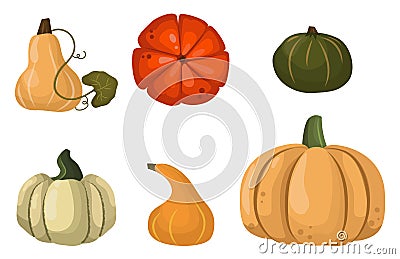 Fresh orange pumpkin vegetable isolated vector illustration. Vector Illustration