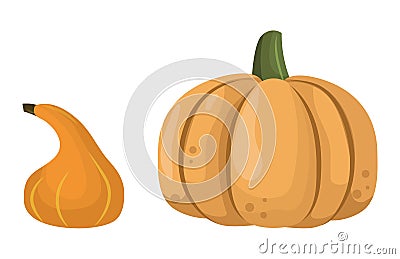 Fresh orange pumpkin vegetable isolated vector illustration. Vector Illustration