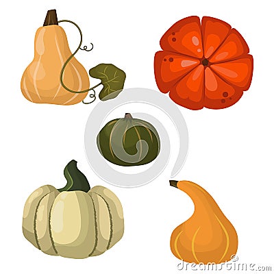 Fresh orange pumpkin vegetable vector illustration. Vector Illustration