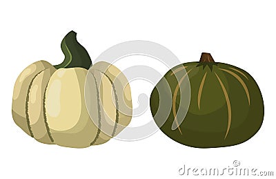 Fresh orange pumpkin vegetable vector illustration. Vector Illustration