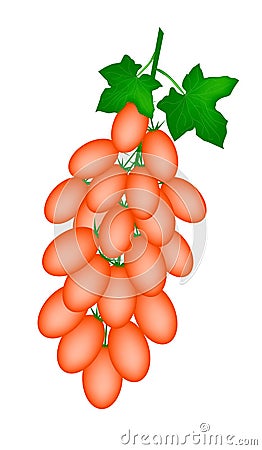 Fresh Orange Roma Tomatoes on A Branch Vector Illustration