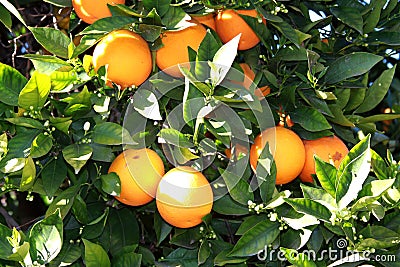 Fresh oranges Stock Photo