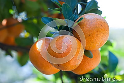 Fresh Oranges Stock Photo