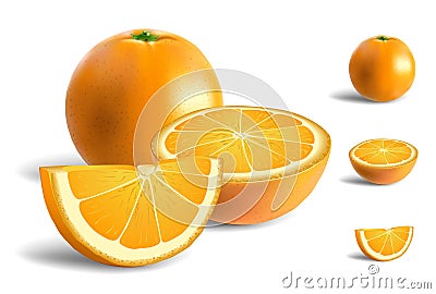 Fresh Oranges Vector Illustration