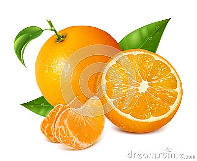 Fresh oranges fruits with green leaves and slices Vector Illustration