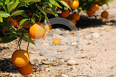 Fresh oranges hanging on orange tree Stock Photo