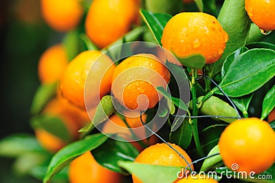 Fresh oranges on tree Stock Photo