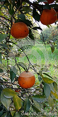 Fresh oranges tree Stock Photo