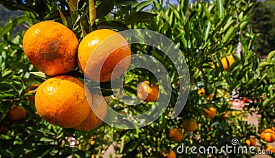 Fresh oranges Waiting to harvest in organic farming. Stock Photo