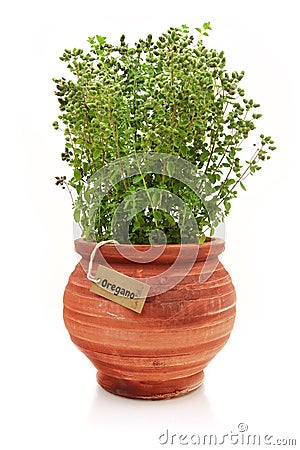 Fresh oregano plant Stock Photo