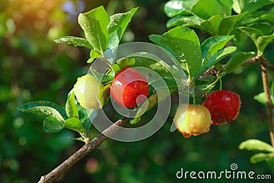 Fresh organic Acerola cherry.Thai or Acerola cherries fruit on the tree, high vitamin C and antioxidant fruits Stock Photo