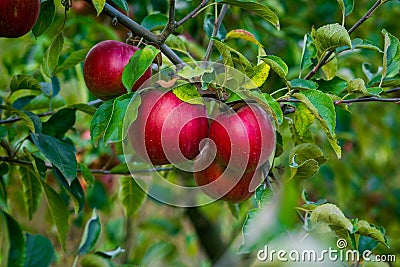 Fresh Organic Apples,apple orchard,Apple garden full of riped re Stock Photo