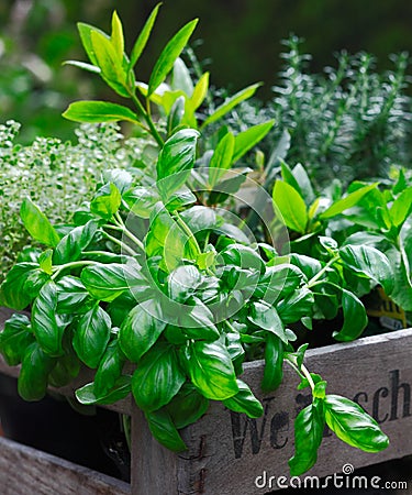 Fresh organic basil Stock Photo