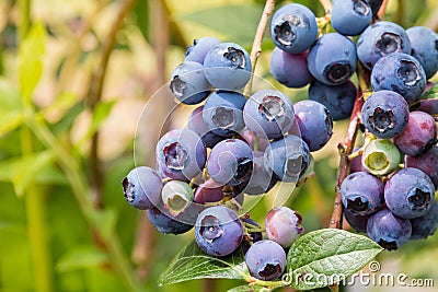 Fresh organic blueberries on blueberry bush Stock Photo