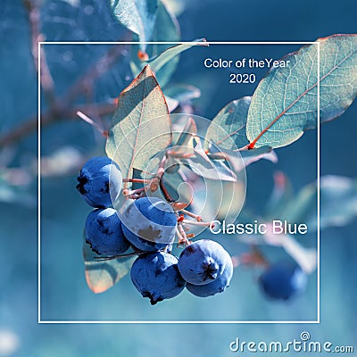 Fresh Organic Blueberries on the bush, close up, tinted effect, color year 2020 classic blue Editorial Stock Photo