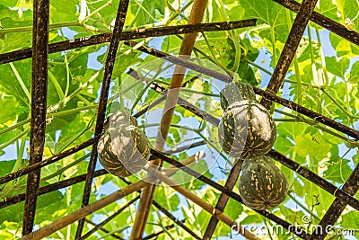 Fresh and organic bottle gourds hanging on the rig in gourd farm plantation Stock Photo