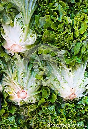 Fresh, organic bunches of lettuce grown on the farm Stock Photo