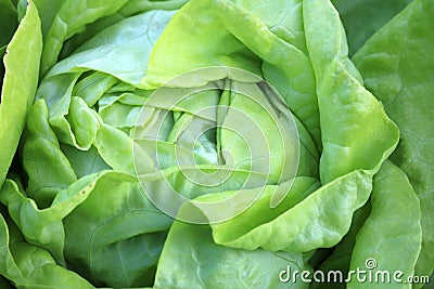 Fresh organic Butterhead Lettuce on the Field Stock Photo