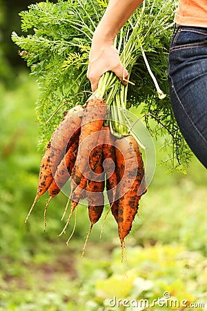 Fresh organic carrot Stock Photo