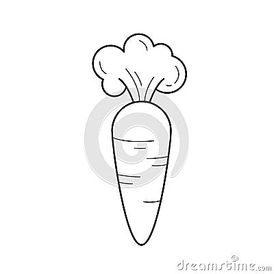 Fresh organic carrot vector line icon. Vector Illustration