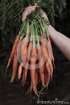 Fresh Organic Carrots Stock Photo