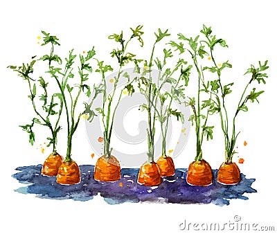 Fresh organic carrots growing in soil Vector Illustration