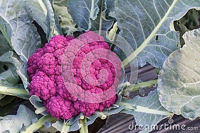 Fresh organic cauliflower vegetables salad in farm for health, food and agriculture concept design Stock Photo