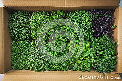 fresh organic food - microgreens in cardboard box Stock Photo