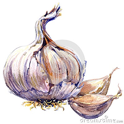 Fresh organic garlic cloves and bulb isolated, watercolor illustration on white Cartoon Illustration