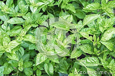 Fresh organic green basil growing in the garden. Top view of plenty fresh green basil plant leaves. Green basilico bushes. Stock Photo