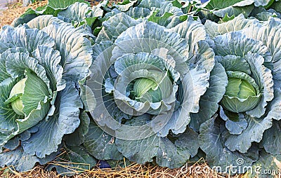 Fresh organic green big cabbage vegetables salad in farm for health, food and agriculture concept design Stock Photo