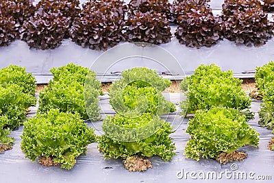 Fresh organic green lettuce vegetables salad in farm for health, food and agriculture concept design Stock Photo