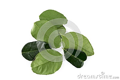 Fresh Organic Green Lime Leaf Stock Photo