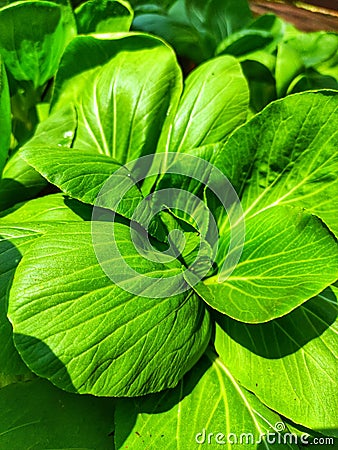 Fresh Organic Green Mustards Stock Photo