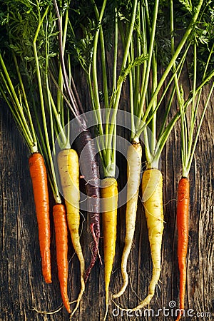 Fresh Organic Heirloom Carrot varieties of purple, yellow, orange Stock Photo