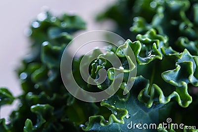 Fresh organic kale Stock Photo