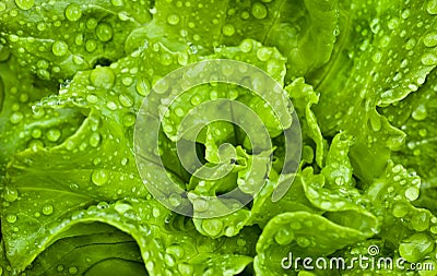 Fresh Organic Lettuce Stock Photo