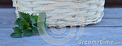 fresh organic nettles near a wicker basket on a wooden background. Herbal medicine concept. Stock Photo