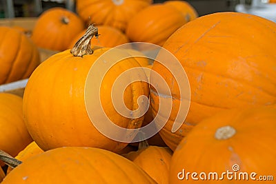 Fresh organic orange giant pumking harvesting from farm at farmer market,ready for traditional October fastival,Halloween carving Stock Photo