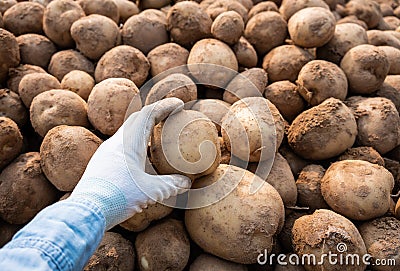 Farmer harvesting potatoes in farm. Stock Photo