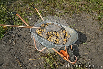 Fresh organic potatoes. Harvested potato crop in wheelbarrow with shovel Stock Photo