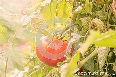 Fresh organic tomatoes growing in a garden Stock Photo