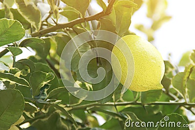 Fresh Organic Variegated Lemon Fruit on Its Tree Stock Photo