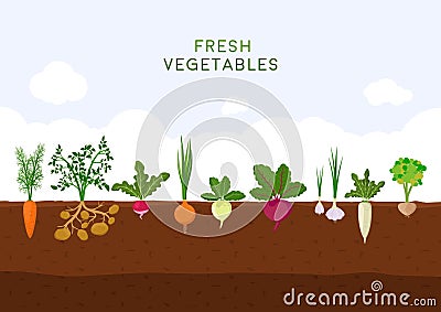 Fresh organic vegetable garden on blue sky background. Garden with different kind root veggies. Set vegetables plant Vector Illustration