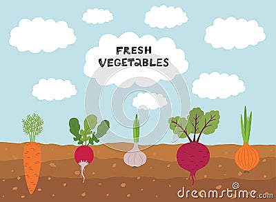 Fresh organic vegetable garden on blue sky background. Set vegetables plant growing underground carrot, onion, garlic Vector Illustration