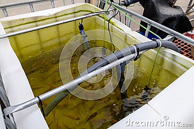 Aquaponics or hydroponic farming system Stock Photo